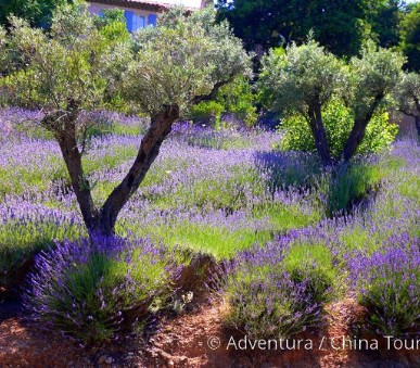 Provence levandulová na kole