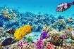 Nádherná podmořská příroda v Egyptě