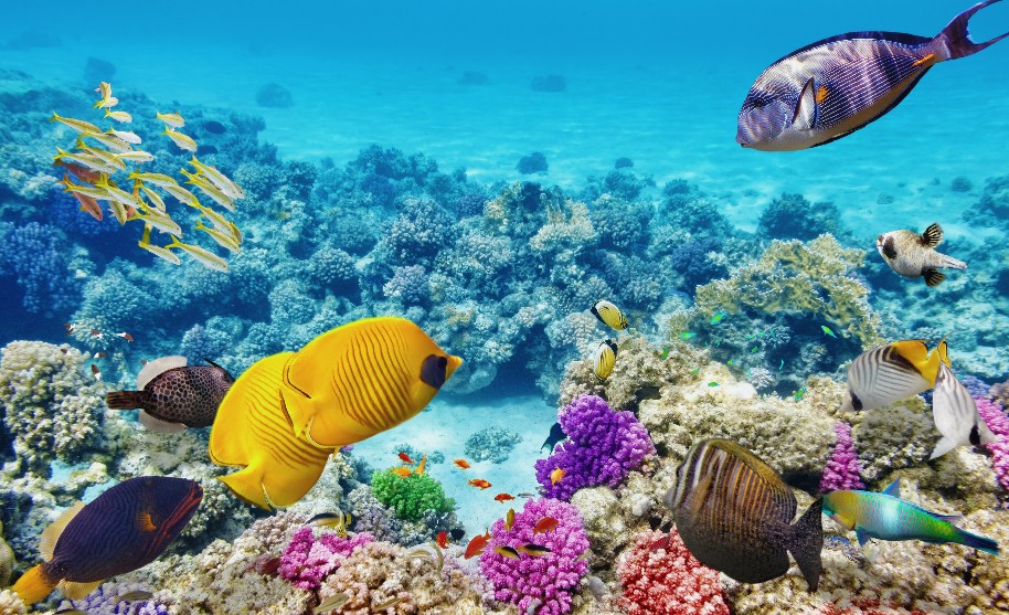 Nádherná podmořská příroda v Egyptě