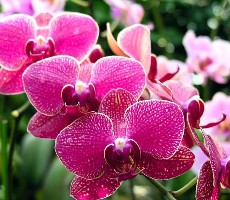 Drážďany - velikonoční výstava s orchidejemi