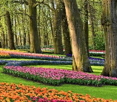 Holandsko - země tulipánů