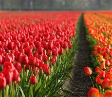 Jaro v Holandsku a Floriade