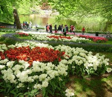 Květinové korzo - Keukenhof a Amsterdam