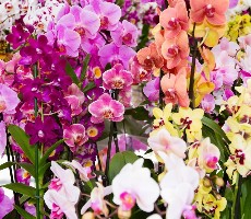 Vídeň a výstava orchidejí v Klosterneuburgu