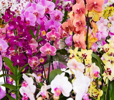 Vídeň a výstava orchidejí v Klosterneuburgu