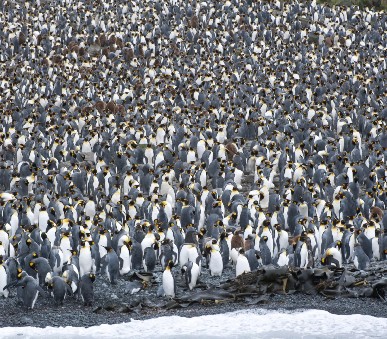 Antarktida - tučňáci císařští